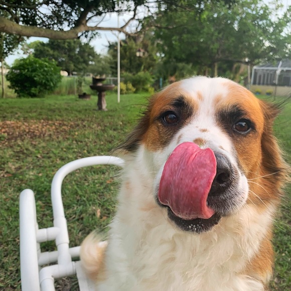 Meet your Posher, Everett - Picture 1 of 1